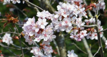 Popis a charakteristika odrůd sargentní třešně, historie a znaky pěstování