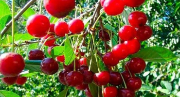 Popis a charakteristika štědré odrůdy třešně, výhody a vlastnosti pěstování