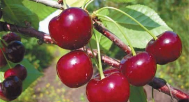 Popis a charakteristika hvězdicových třešní, rozdíl od odrůdy nord star