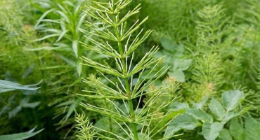 Popis a návod k použití herbicidů k potírání přesličky rolní