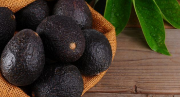 Popis a historie výběru odrůdy avokáda haas, použití a jak se liší od obvyklého