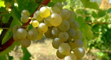 Popis a historie výběru hroznů sauvignonu, způsoby výsadby a pravidla péče