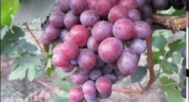 Popis a historie výběru odrůd senator, výhody a nevýhody