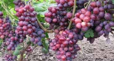 Popis a historie odrůdy úsvitu je temná, pěstování a péče