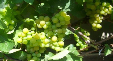 Popis a historie platovského hroznů, pěstování, pravidla pro sklizeň a skladování plodin