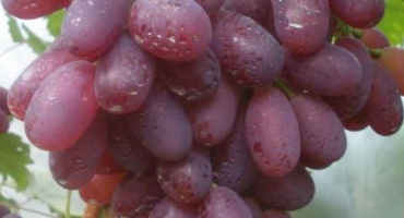 Popis a historie victoria hroznů, výsadba a rysy péče