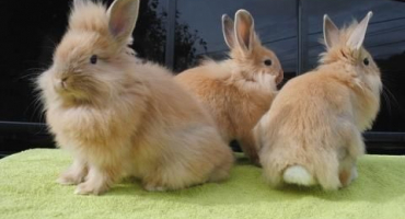 Popis a klasifikace dekorativních králíků a jak určit plemeno