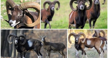 Popis a stanoviště mufloních beranů, zda jsou chováni doma