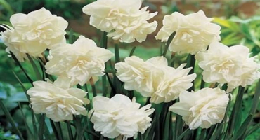 Popis a nuance pěstování narcisů z calgary