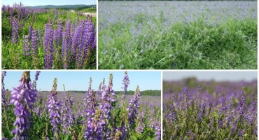 Popis a výsevek krmné trávy kozí rue, její použití u koz