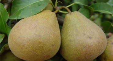 Popis a opylovači běloruských pozdních odrůd hrušní, výsadba a péče