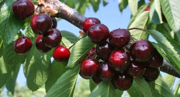 Popis a opylovači třešně odrůdy jevna, pěstování a péče