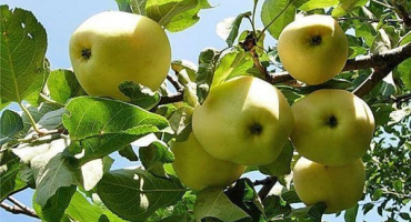 Popis a hlavní charakteristika podzimně-zimní odrůdy jabloně citronové