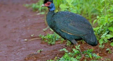 Popis a vlastnosti přední perličky