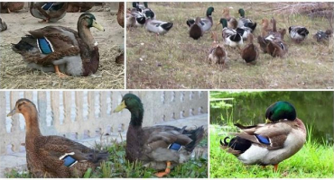 Popis a vlastnosti kachen plemene rouen, pravidla pro jejich údržbu