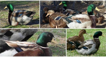 Kolik dní se z divoké kachny líhnou vejce a do jakých hnízd snáší