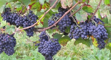 Popis a vlastnosti hroznů pinot noir, historie a pravidla zemědělské techniky