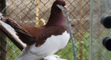 Popis a vlastnosti volžských holubů