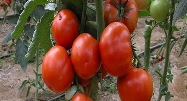 Popis a vlastnosti pěstování odrůd rajčat perseus