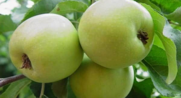 Popis a vlastnosti zimní odrůdy jablek lyubava, pěstování a výnos