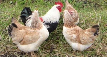 Popis a úplná charakteristika zagorského lososového plemene kuřat, jemnosti obsahu