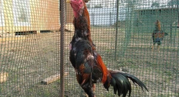 Popis a pravidla pro chov bojových kohoutů plemene šamo