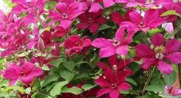 Popis a pravidla pro pěstování odrůd plamének kardinál vyšinskij