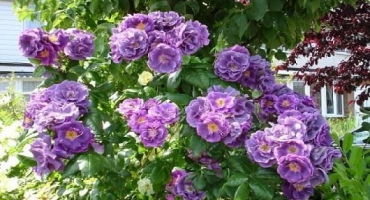 Popis a pravidla pro pěstování rhapsody in blue roses