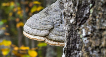 Popis a použití houby březového troud
