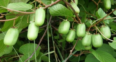 Popis a odrůdy aktinidie odrůd arguta, výsadba a péče