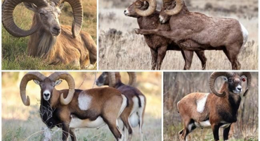 Jak berani vypadají a od koho přišli, kde žijí artiodaktylové?