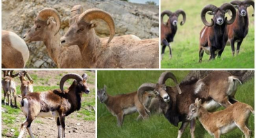 Z jakých zvířat ovce pocházely, kdo jsou jejich předkové a kde jejich předkové žijí?