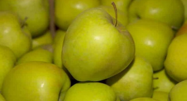Popis a odrůdy jablek golden delicious, pravidla pěstování a péče