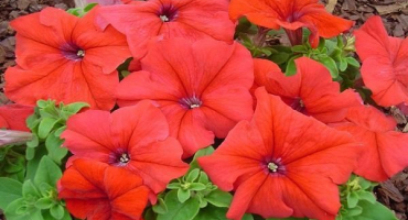 Popis a odrůdy tatínkových petúnií, funkce výsadby a péče