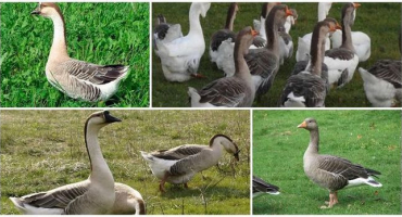 Popis a odrůdy šedých hus, charakteristika plemene a obsah