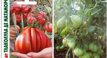 Popis a odrůdy odrůd rajčat tlacolula de matamoros, její výnos