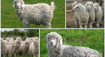 Popis a vlast angorských koz, rysy vlny a obsahu