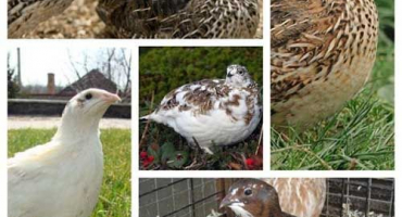 Popis a charakteristika křepelek plemene tenebrosis, dieta a chov