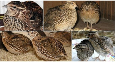 Popis a charakteristika estonských křepelek, chov a péče o plemeno