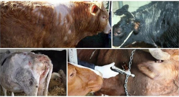 Popis a příznaky nemocí telat, jejich léčba v domácích podmínkách