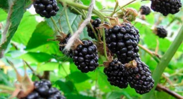 Popis a odrůdy ostružiny beztrnné, pěstování a péče, tvorba keře