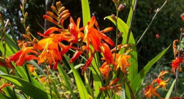 Popis a odrůdy krokosmie, výsadba a péče na otevřeném poli