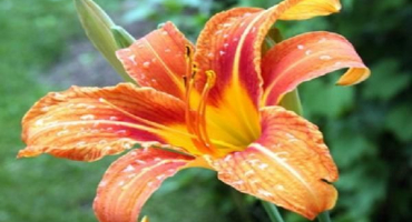 Popis a odrůdová charakteristika druhů lilií, jak vypadají a jaké jsou