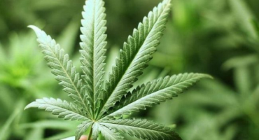 Popis a složení produktu z konopného medu a butanu, aplikace