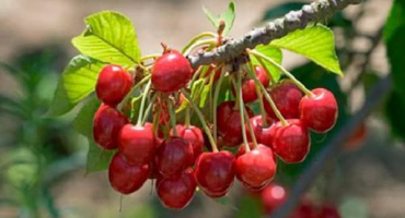 Popis a seznam nejlepších odrůd třešní pro leningradskou oblast
