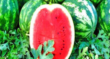 Popis a technologie pěstování melounu top gun, charakteristika typu f1 a výnos