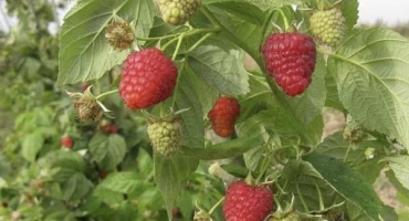 Popis a technologie pěstování odrůd maliníku joan jay