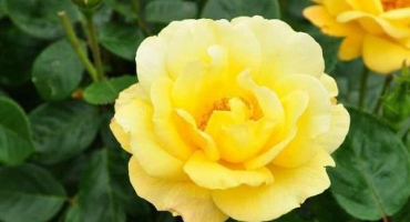 Popis a technologie pěstování růží odrůdy arthur bell