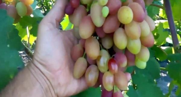 Popis a technologie pěstování odrůdy angelica