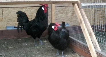 Popis a jemnosti chovu kuřat plemene barbezier